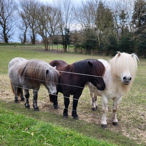 Jackson som babysitter