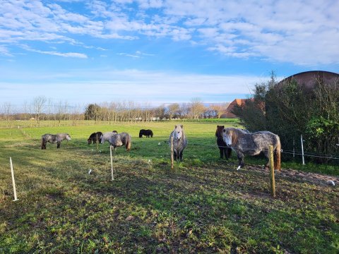 Ungdyrene hjemme