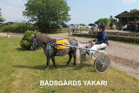 Bådsgårds Yakari