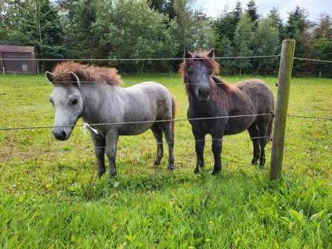 Bådsgårds Bugatti og Bådsgårds Saphira