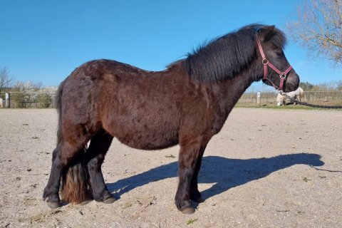 Bådsgårds Juvena - 2,5 år