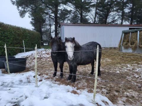 Bådsgårds Saphira og Bådsgårds Bugatti